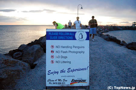 メルボルンにはペンギンも生息その1＝F1オーストラリアGP