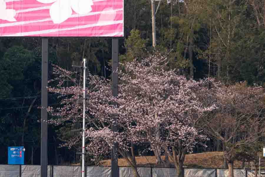 【桜画像】3日間快晴の鈴鹿サーキット　F1日本GP決勝は14時スタート