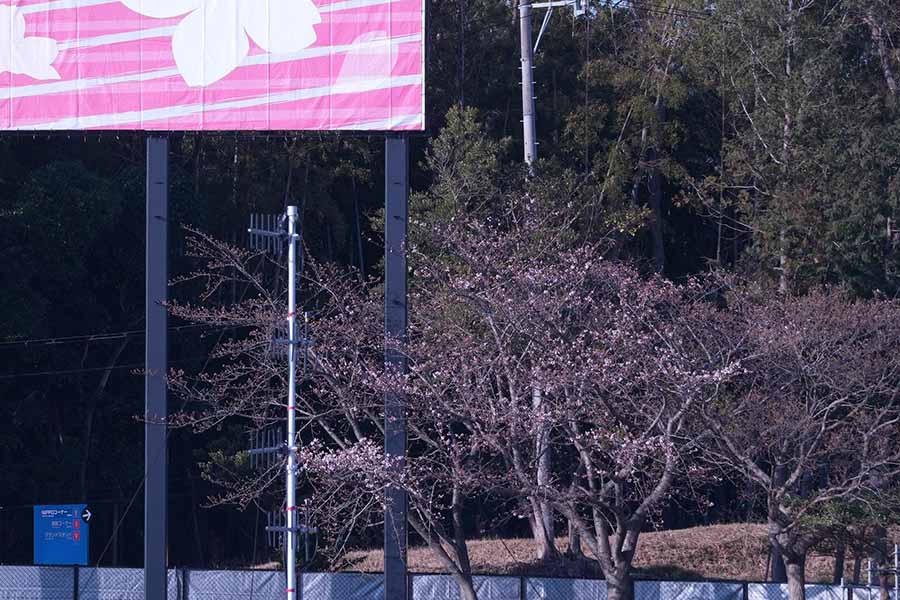 【桜画像】快晴の鈴鹿　桜はまだ開花前、日本GP週末のフリー走行がスタート