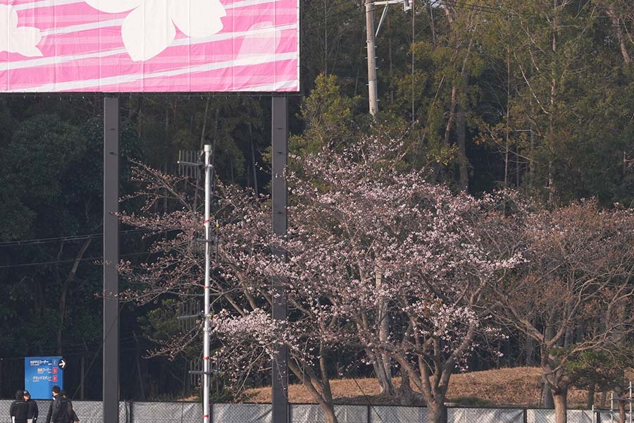 【桜画像】土曜も快晴の鈴鹿　F1日本GP予選は本日午後スタート